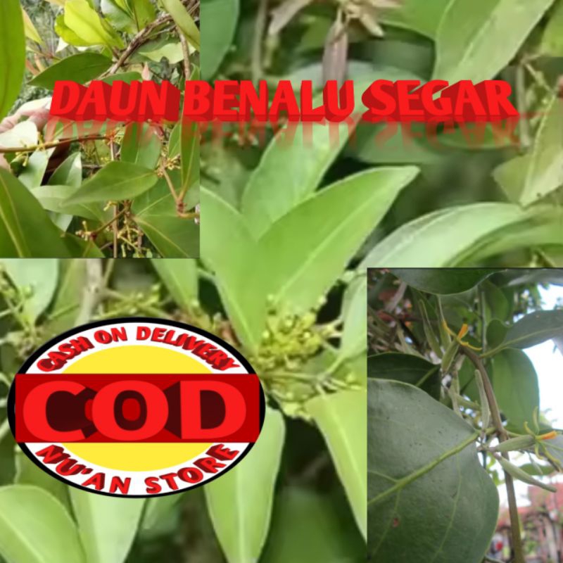 

Daun benalu segar kemasan 250grm