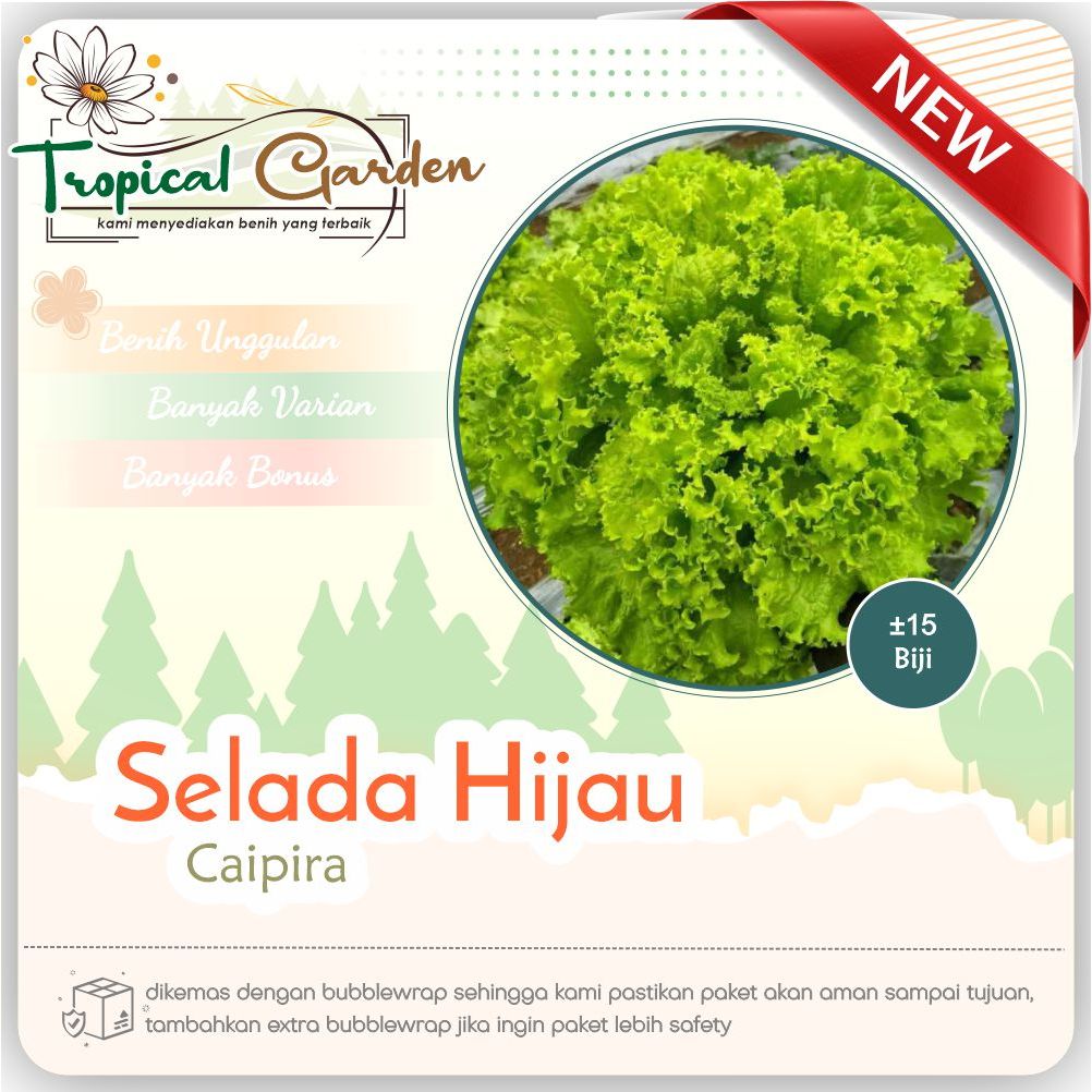 Tropical Garden Benih Selada Hijau Caipira Benih Selada Unggul COD
