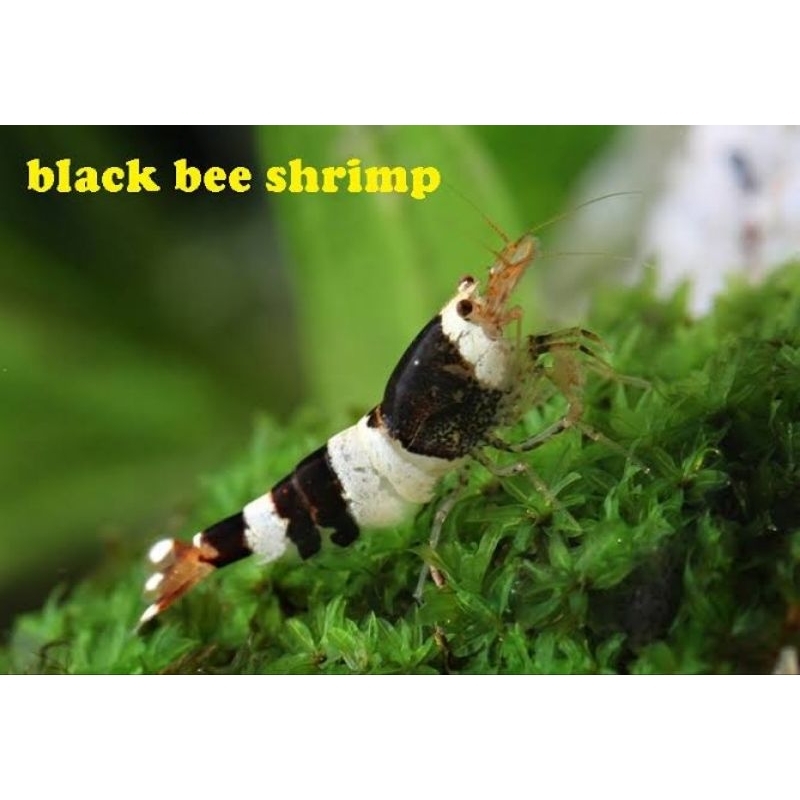 Black bee udang hias akesoris aquarium udang hias black bee hiasan aquarium