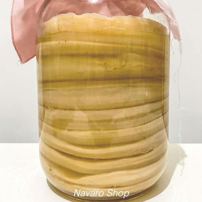 

SETOPLES SCOBY Kombucha Premium Organik Bibit Jamur + Toples Kaca