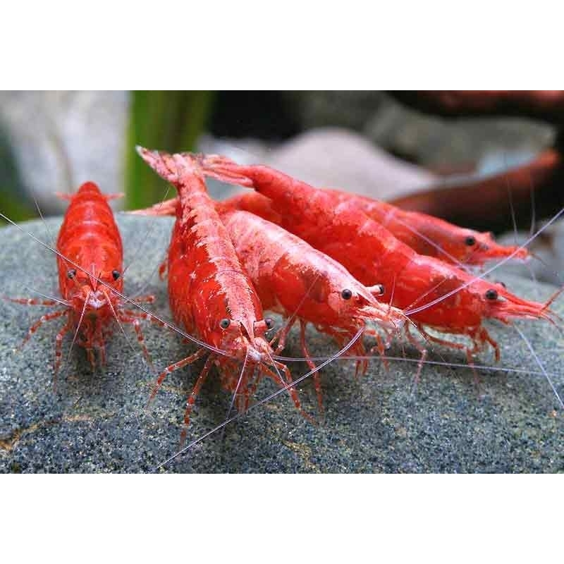 Udang hias Red Cherry