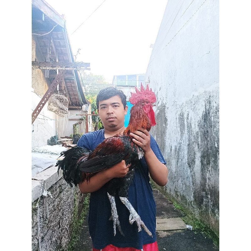 Bandung Ayam pelung jantan trah bagja