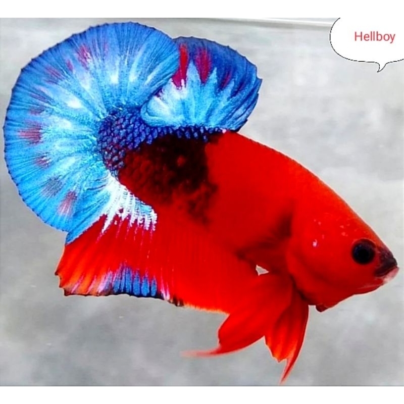 Plakat Hellboy Merah Pajangan Kamar