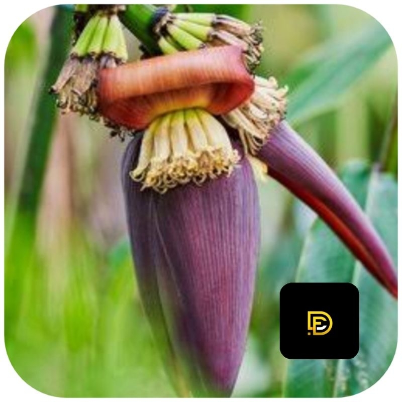

Jantung pisang mas jantung pisang emas segar 500 gram-az