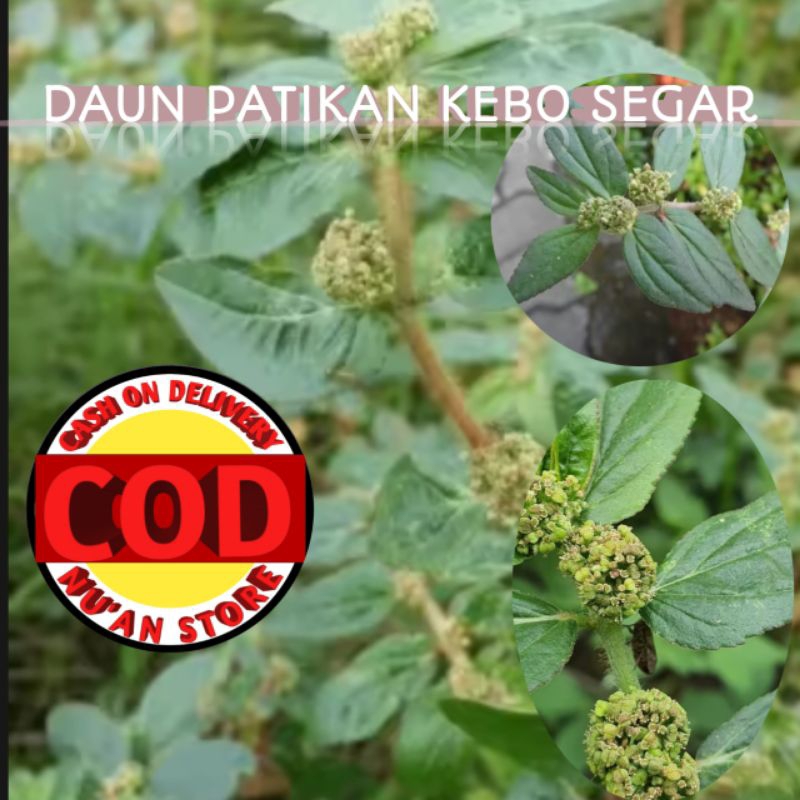 

PATIKAN KEBO SEGAR Kemasan 250grm