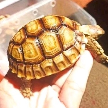 Sulcata size aman 7-8cm (Khusus Gosend Sameday dan Instant)