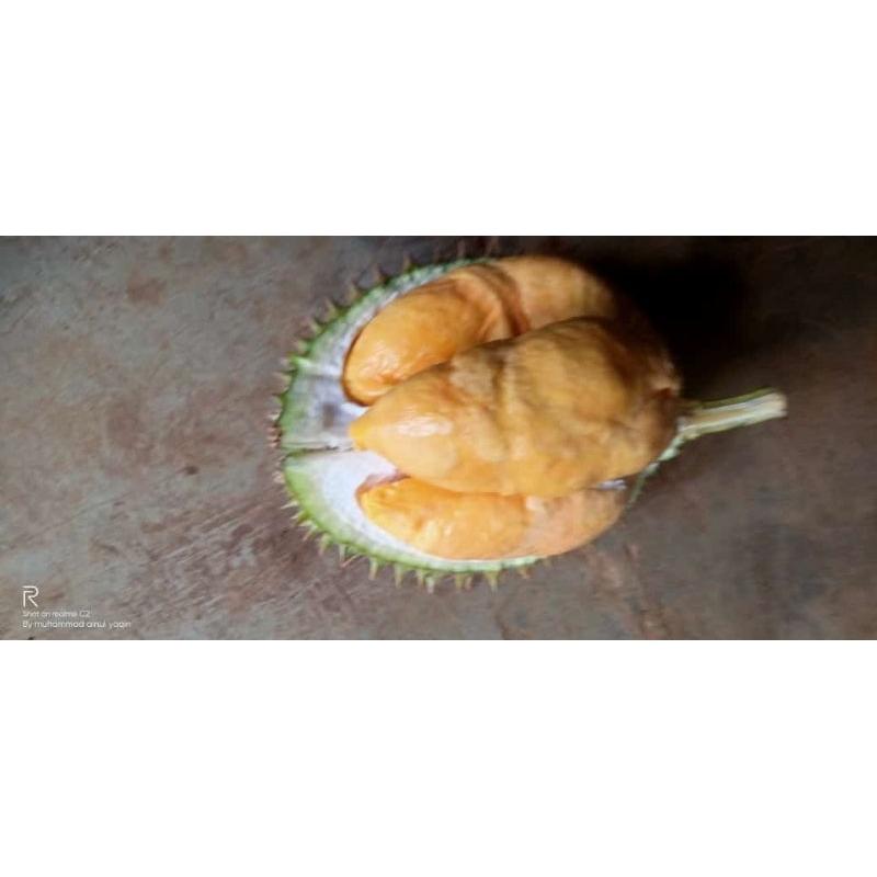 

BUAH DURIAN SIMAS BERKUALITAS