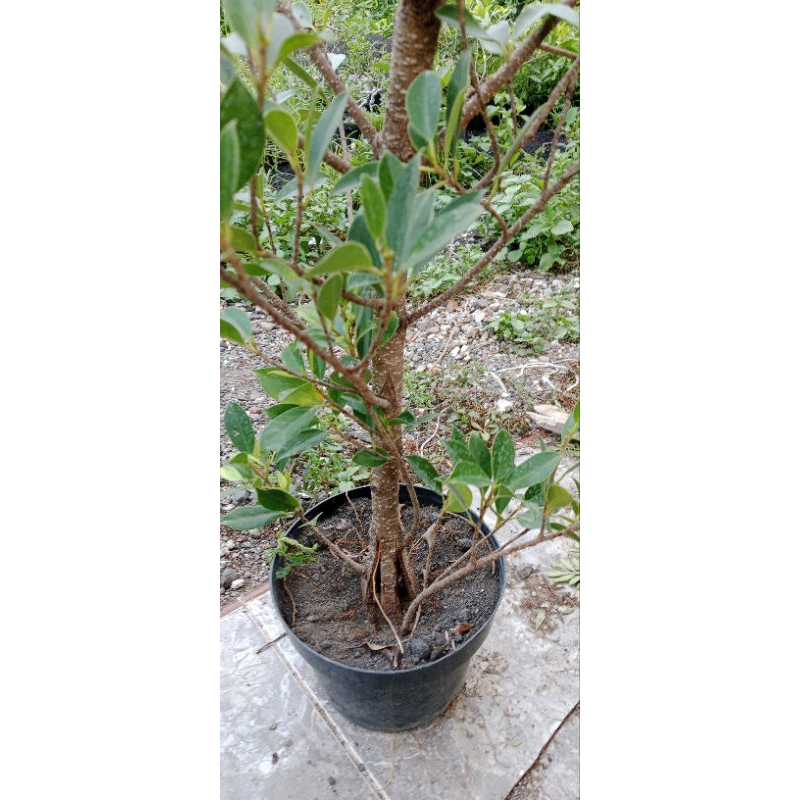 bahan kimeng sudah pecah batang