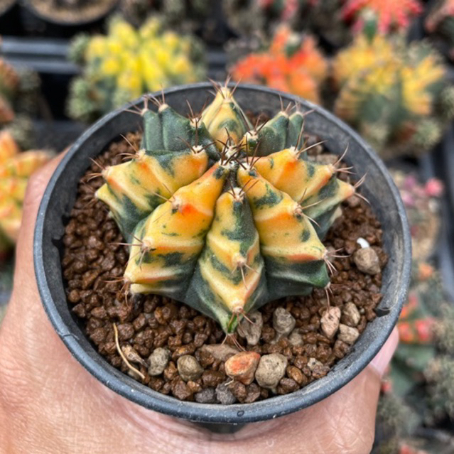takacacti - kaktus gymnocalycium miha orange