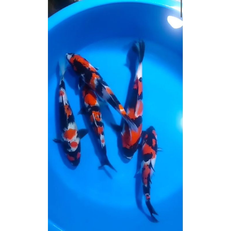 Hiasan kolam Ginrin5ekor koi showa