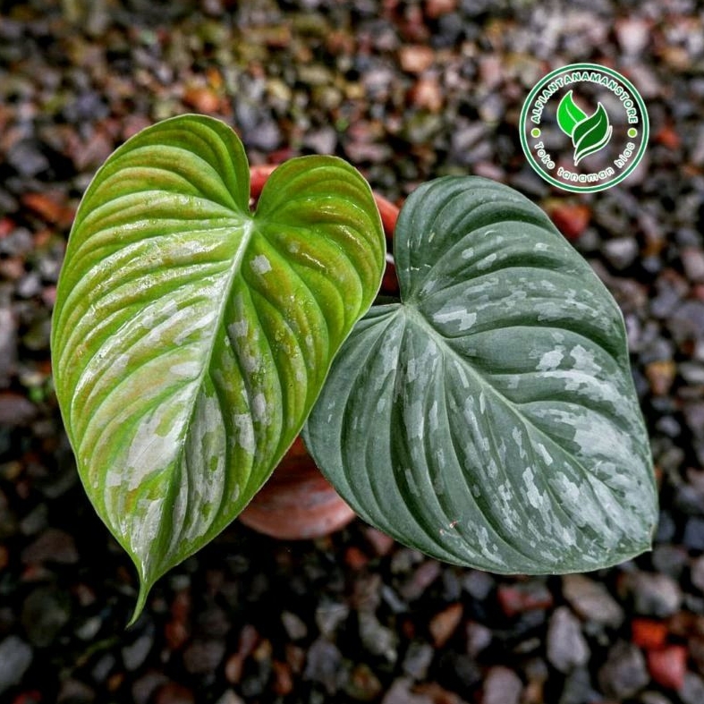 [BISA COD] Tanaman Hias Philodendron Majestic - Philodendron Majestic