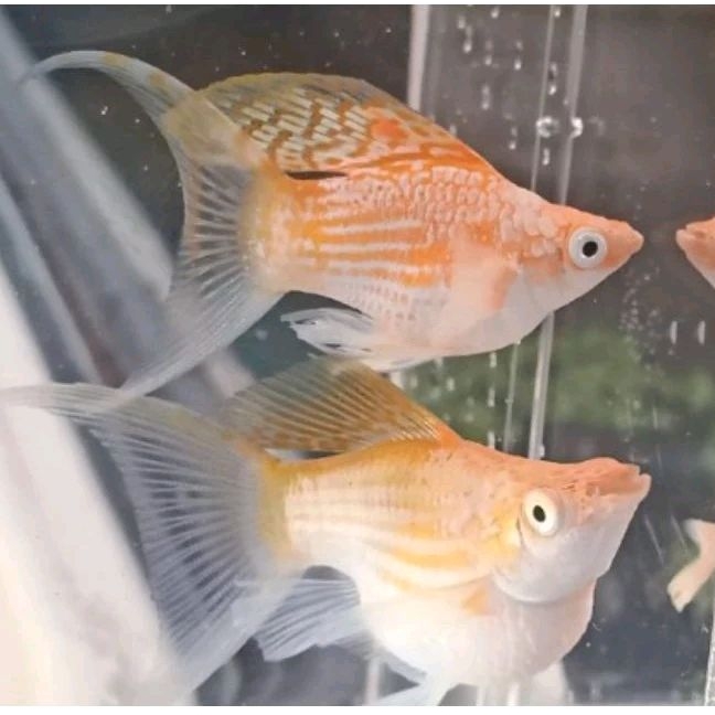 molly Thailand balon lyritel