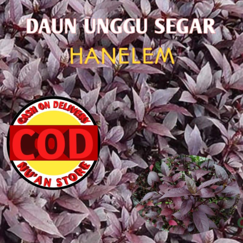 

DAUN UNGU ATAU DAUN HANELEM SEGAR Kemasan 250grm