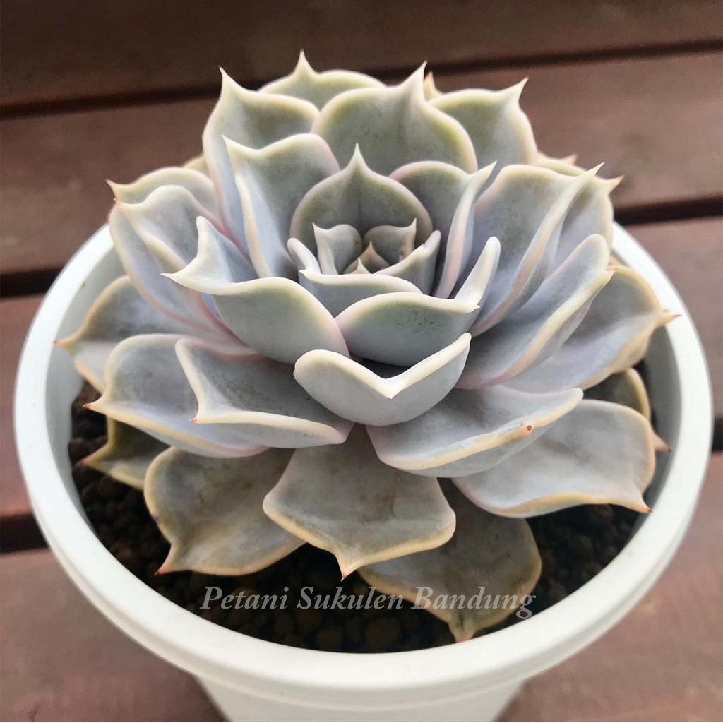 sukulen kaktus echeveria lilacina sekulen tanaman hidup mini bukan artificial dekorasi taman bunga h