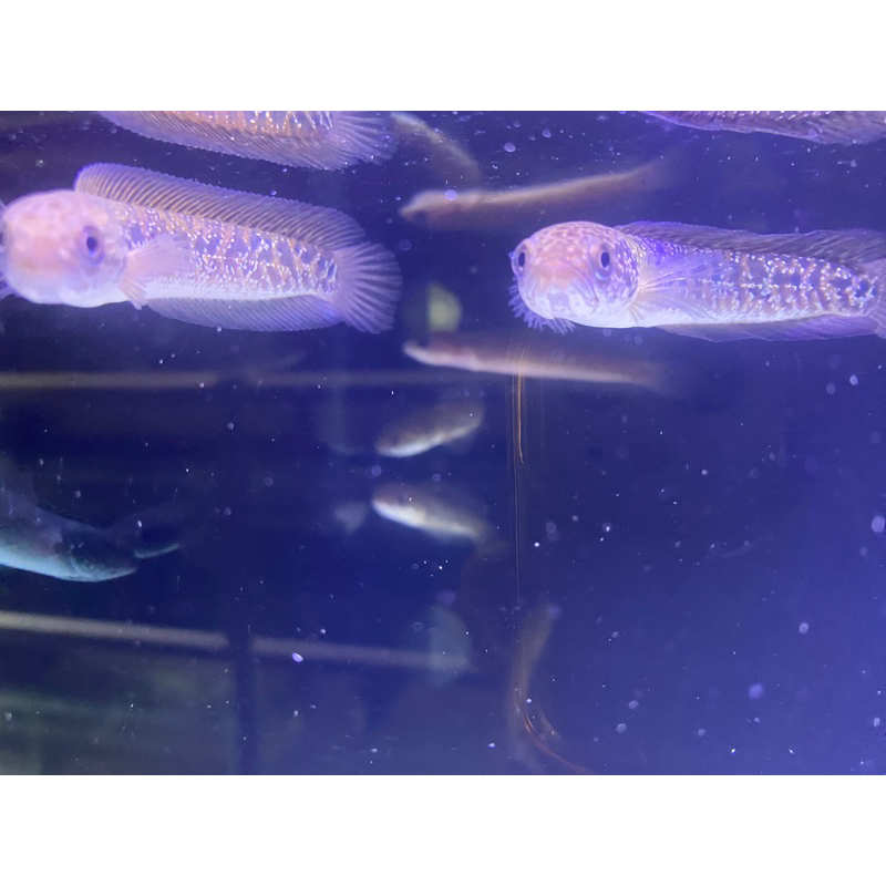 Chana asiatica Red spot Kalimaya 8-10cm