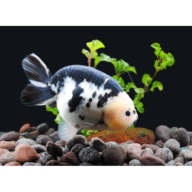 Hiasan aquarium cow ranchu 6-8 cm gen import dekorasi kolam