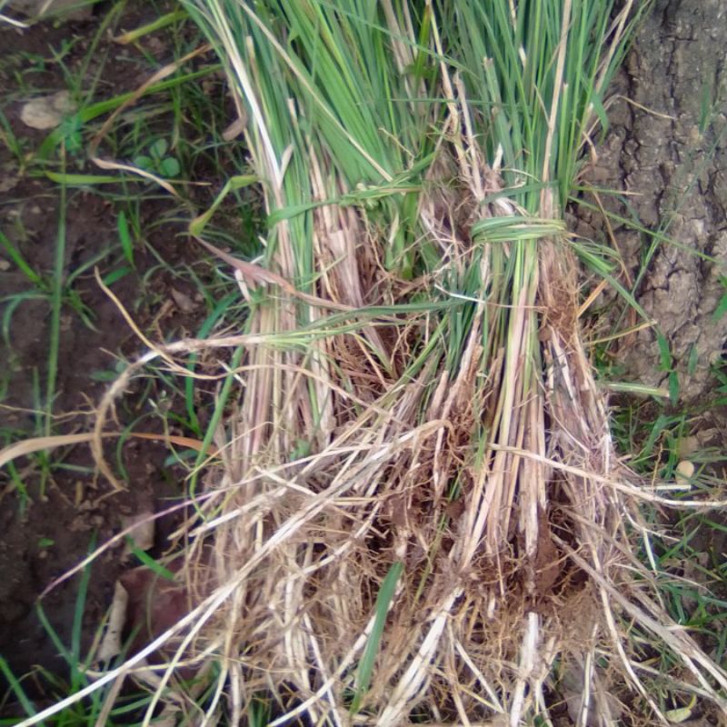 

Akar Alang-alang Segar (Eurih) 500g Herbal Alami