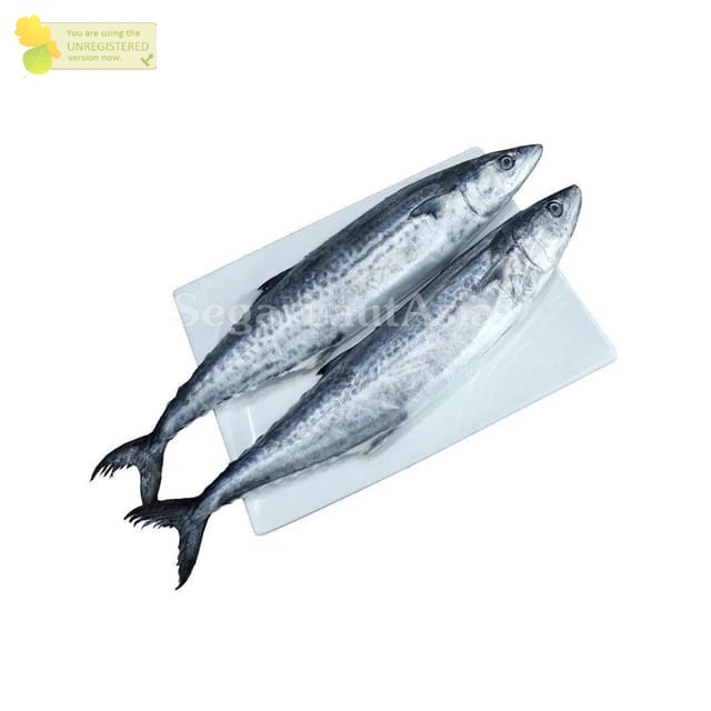 Ikan Tenggiri 1Kg Ikan Tenggiri Segar Ikan Tenggiri Betina Ikan Tengiri Seafood Ikan Laut Ikan Segar