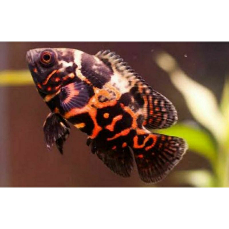 Ikan Oscar Batik Tiger - Oscar Tiger Ukuran Jumbo 7-9cm Hiasan Aquarium