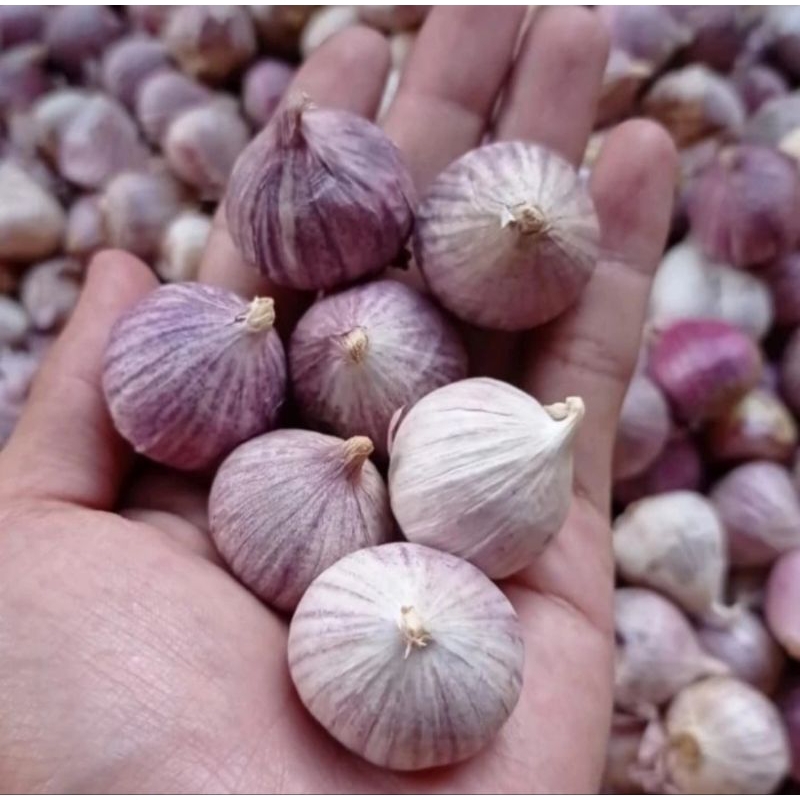 

Bawang putih tunggal fress besar