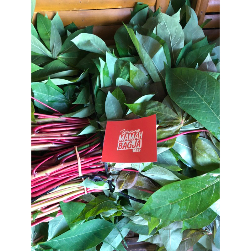 

DAUN SINGKONG 1 IKET