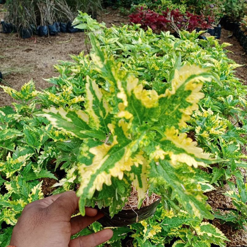 Tanaman Hias Hidup Miana Kuning / Jawer Kotok / Ekor Naga