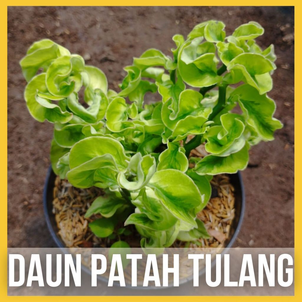 Bibit Tanaman Hias Daun Patah Tulang Keriting