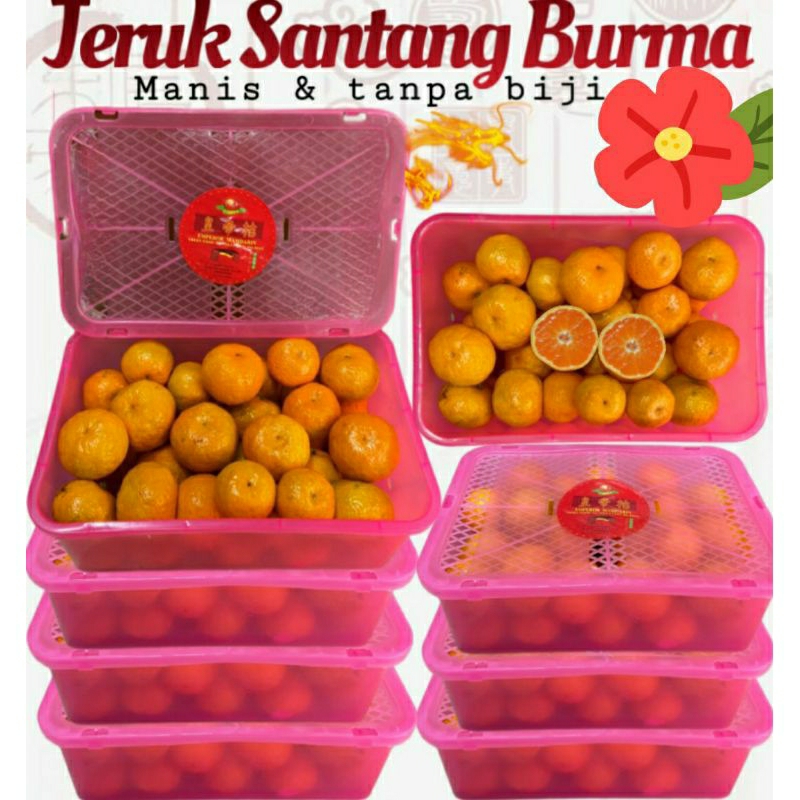 

jeruk santang burma