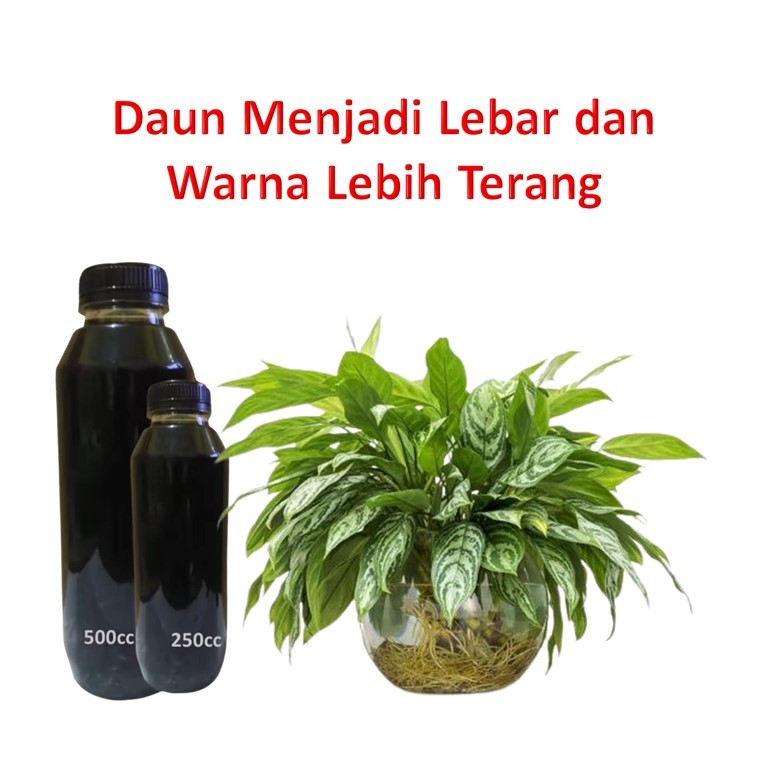 pupuk organik / pupuk organic /pupuk organik cair / pupuk cair / pupuk tanaman hias / pupuk aglomena