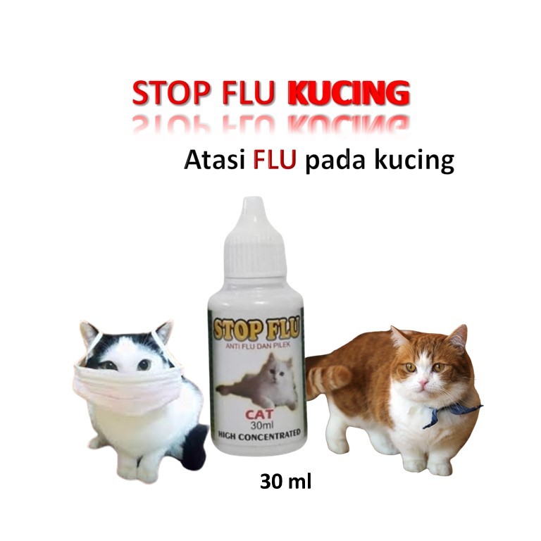 obat flu kucing / obat kucing pilek / obat kucing bersin / obat kucing cepat sehat