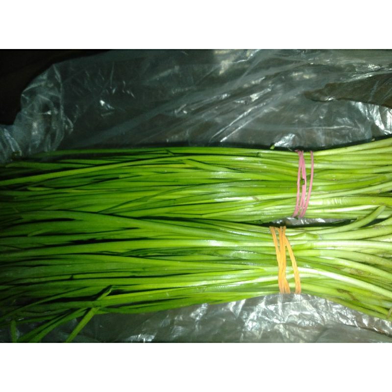 

SAYUR DAUN KUCAI SEGAR