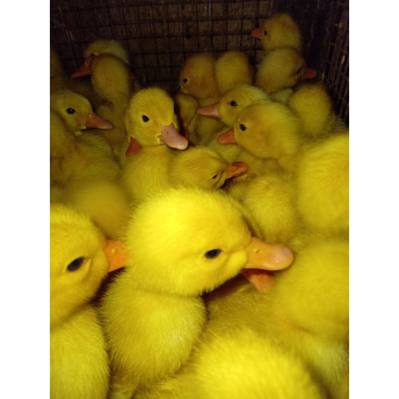 Dod Bebek Peking Super Jumbo 1 Box Isi 102 Ekor Sudah Vaksin.