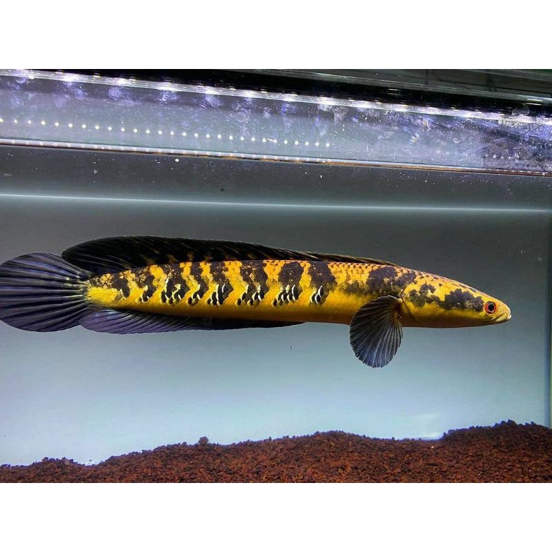 channa maru ys,maru batik , blue pulchra size 4-23 grate a gratis ongkir free stiker