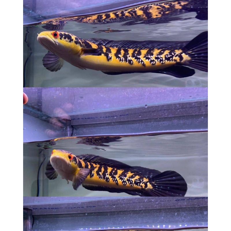 Ikan Channa Baby Maru Yellow Sentarum Atau Maru Ys Isi 10 Ekor Sortiran Terbaik Berkualitas Premium Calon Kuning Size 4Cm-8Cm Garansi Sampai Tujuan,Channa Baby Maru Ys Isi 10 Ekor Size 5Cm-7Cm Free Packing Bagus Murah Aman