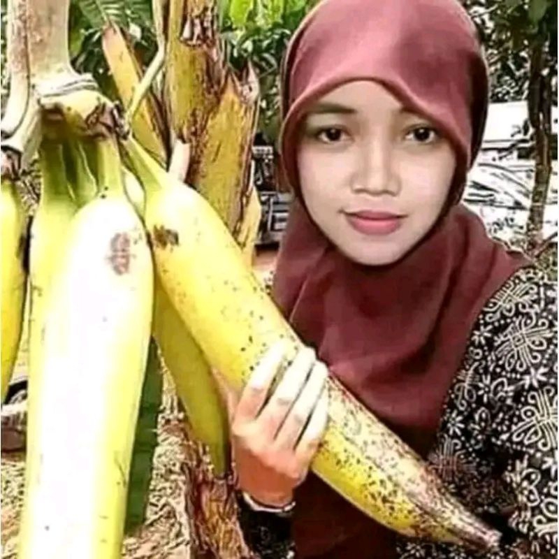 pisang tanduk jumbo asli