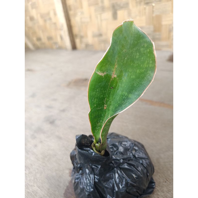 Sansevieria Masoniana