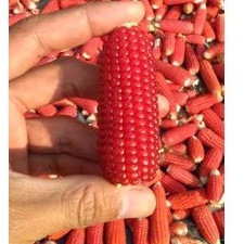 BONUS Benih Jagung Merah Kristal