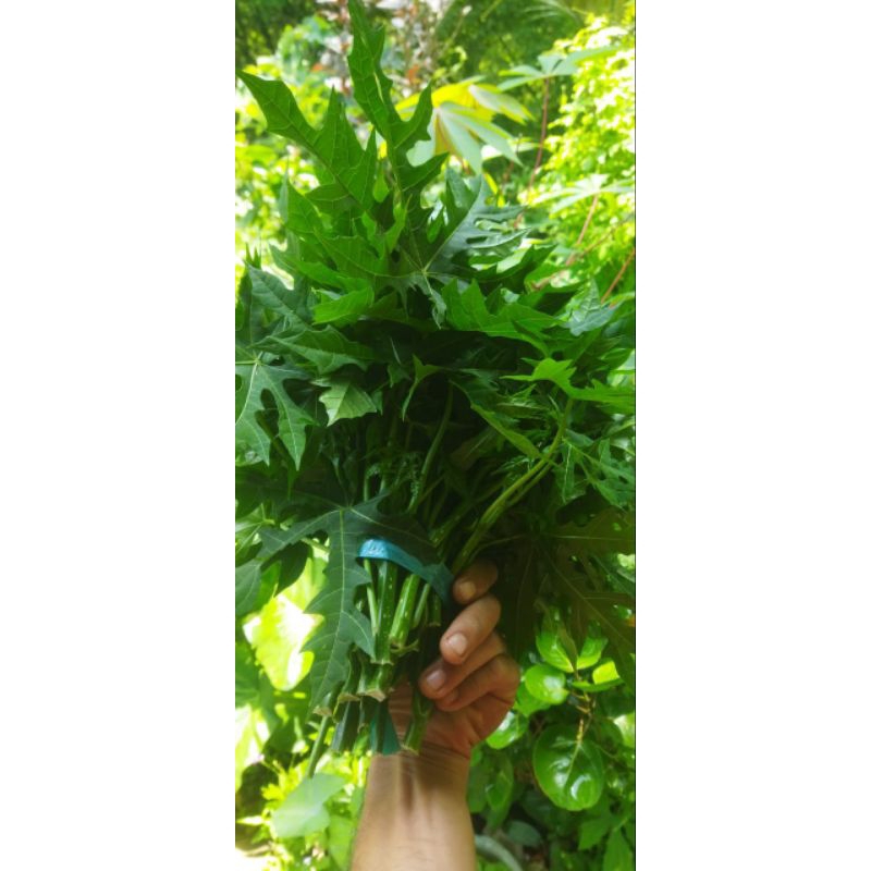 

Daun Geri Pepaya lalapan 500 gram