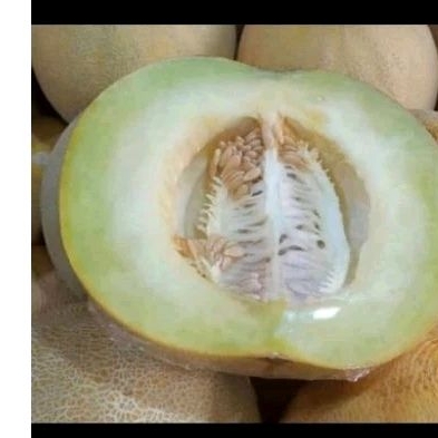 Melon Madu / Melon Kuning