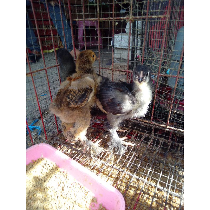 Ayam Brahma Ori Vaksin Umur (2 Minggu) Beli 15 Gratis 1.