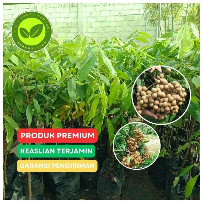 Bibit kelengkeng new cristal asli tanaman okulasi cepat berbuah
