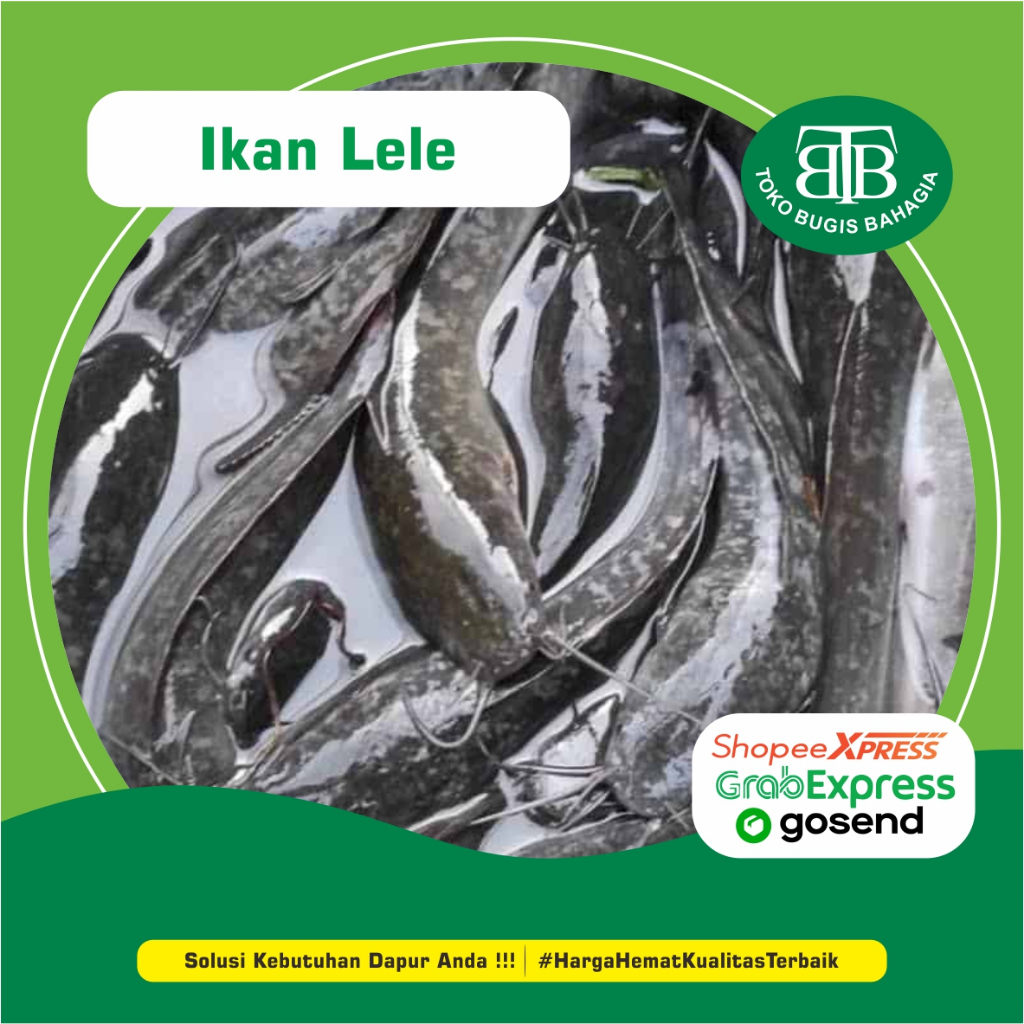 

Ikan Lele Segar Per 1 Kg, Murah Makassar