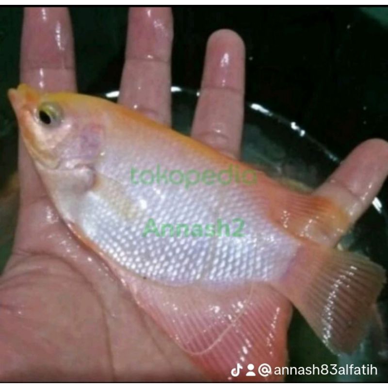 Paket Bibit Ikan Gurame Padang ukuran 3 jari (isi 3 ekor)