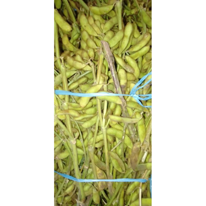 

SAYUR DELE KEDELE HIJAU / EDAMAME segar ikat