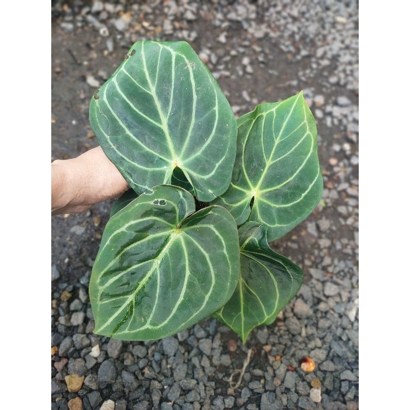anthurium Dora x hu