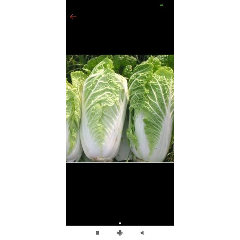 

sawi putih fresh premium 1/2.kg