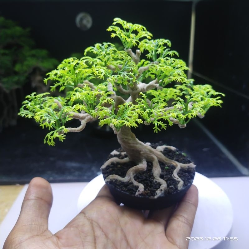 Bonsai Plastik Hiasan Aquarium