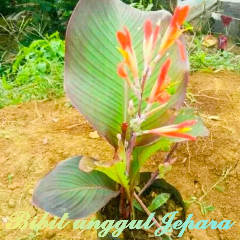 BIBIT GANYONG MERAH TANAMAN HIAS