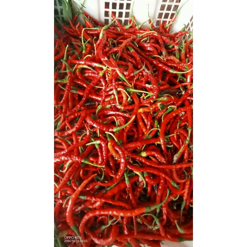 

Cabe merah keriting 500 gram / 1kg