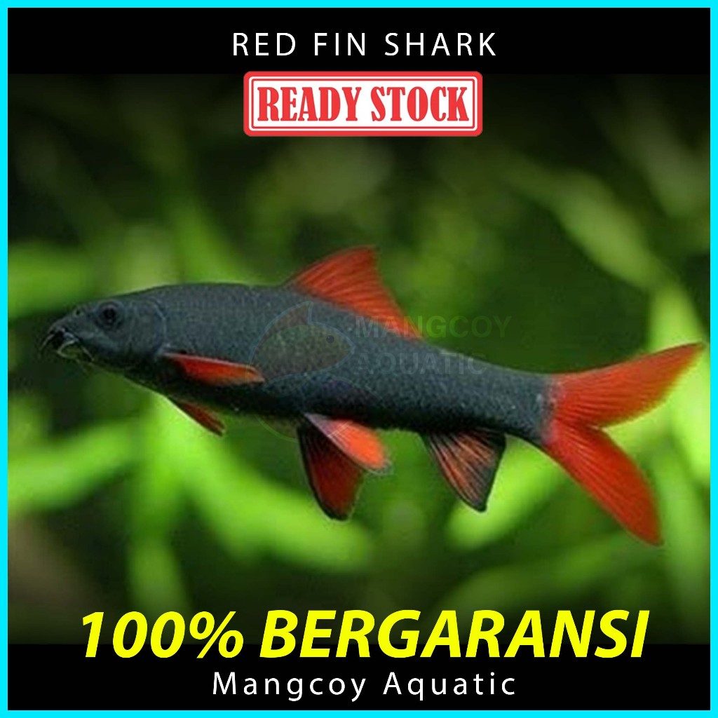 Ikan Redfin Shark - Pemakan Lumut & Algae Aquarium / Aquascape